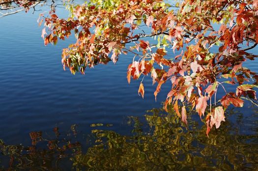 Autumn Lake -- bennett campbell.jpg